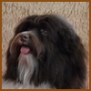 Prairiwind's Brandy Boy, Schokoladenfarbener Havaneser-R�de