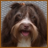 Dandy Daisy Warrior Brittany, Schokoladenfarbener Havaneser-H�ndin,