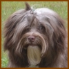 Happy Paws Choco Boy, Schokoladenfarbener Havaneser-R�de