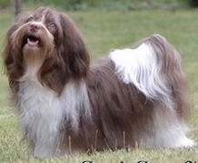 Bichon Havaneser schokoladenfarbene, sch�ne H�ndin, Brittany