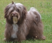Happy Paws Choco Boy, wundervoller Schokoladen rde