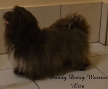 Bichon Havaneser schokoladenfarbene, schne Hndin, Liza