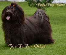Terra De Bern Oxford, schokoladen farbene schne Rde