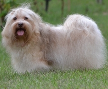 Bichon Havanais schokoladenfarbene schne Hndin, Papa