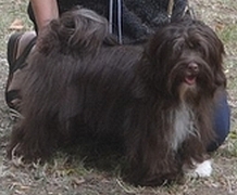 Bichon Havaneser Dunkle Schokolade weiblich, Xia