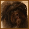 Dandy Daisy Warrior Liza, Schokoladenfarbener Havaneser-H�ndin