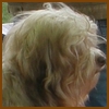 Dandy Daisy Warrior Papa, Schokoladenfarbener Havaneser-H�ndin