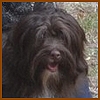 Dandy Daisy Warrior Xia, Schokoladenfarbener Havaneser-H�ndin,
